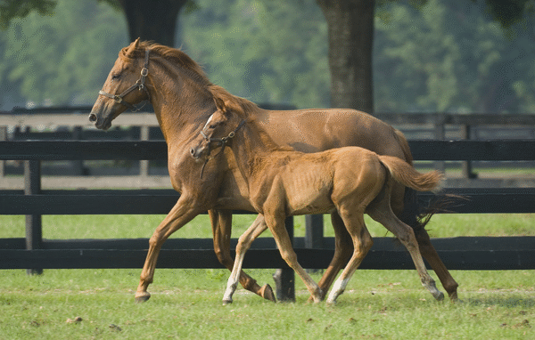 How Horses Sleep and Rest