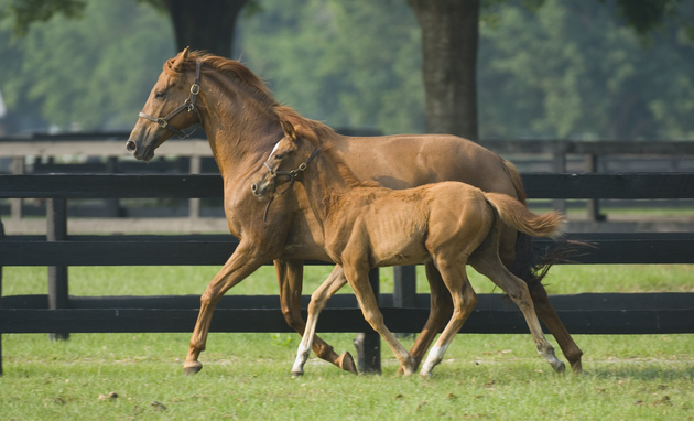 How Horses Sleep and Rest