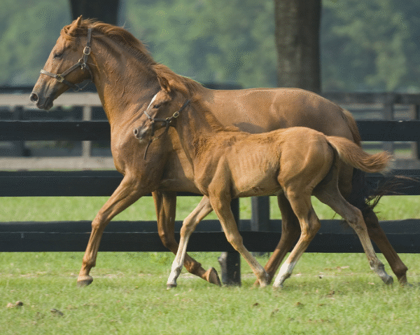 How Horses Recover From Stress