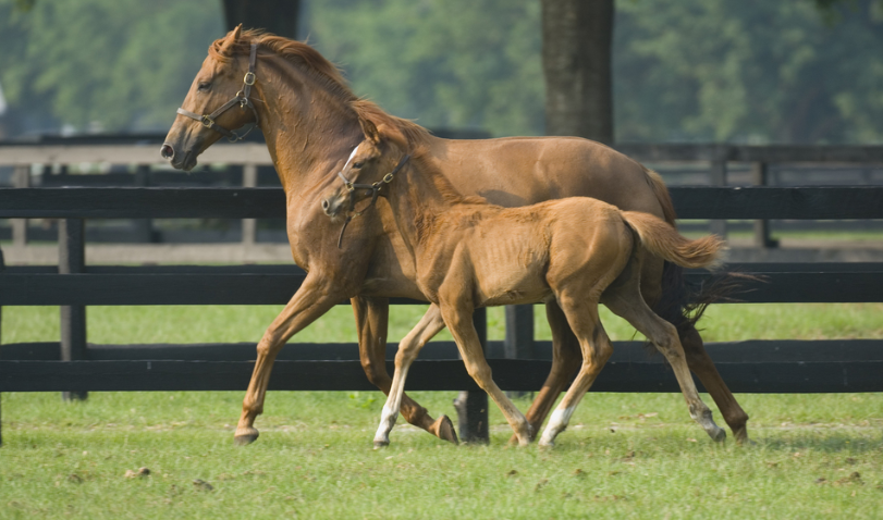 How Horses Recover From Stress